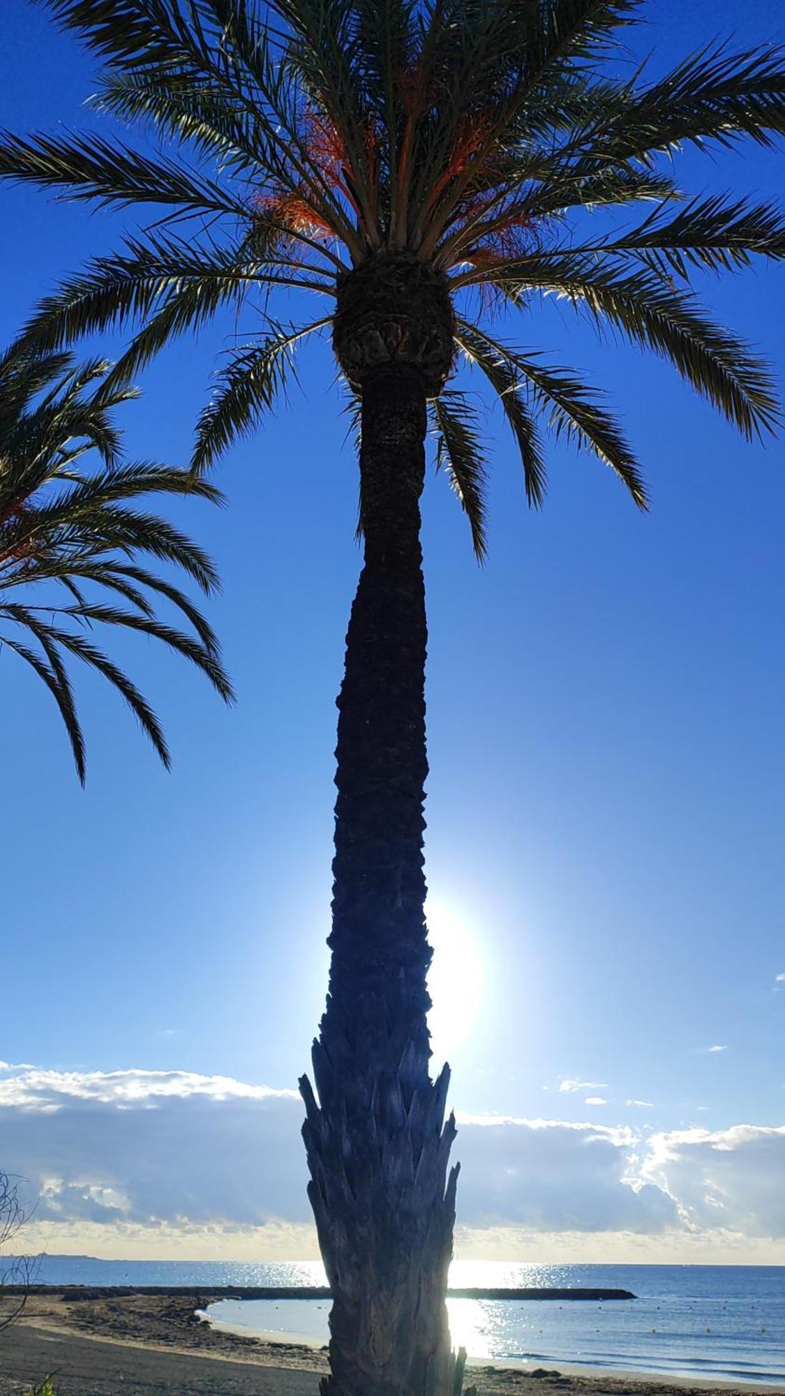 Apartamento Caravaca Santa Pola Eksteriør billede
